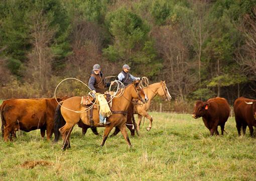 Farmers on Horses with Lassos at G&T Farm