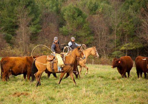 Farmers on Horses with Lassos at G&T Farm