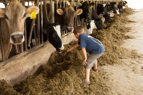 Alex Pernat Feeding Cow at Fly Creek Valley Farm