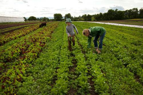 Weeding Spring Greens at Freebird Farm