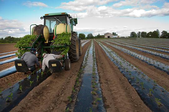 Planting Seedlings at Freebird Farm