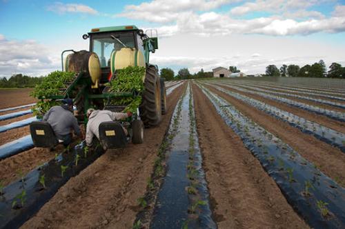 Planting Seedlings at Freebird Farm