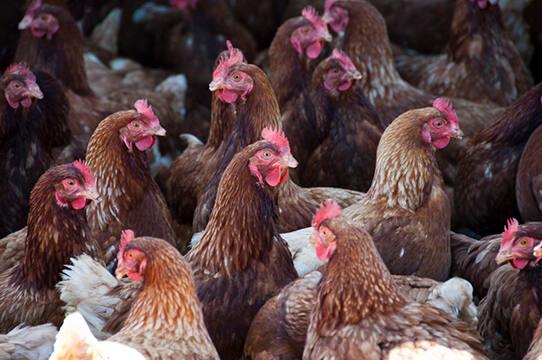 Chickens at Freebird Farm