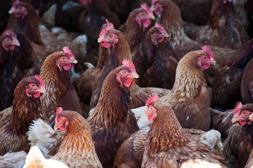 Chickens at Freebird Farm
