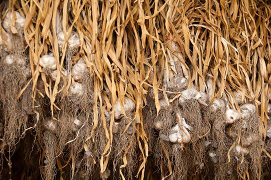 Garlic at Freebird Farm
