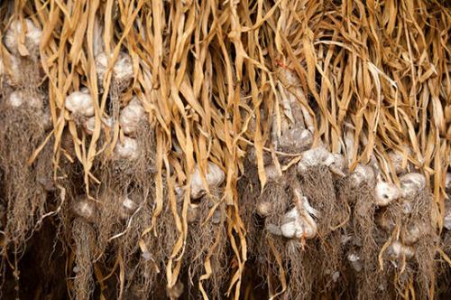 Garlic at Freebird Farm