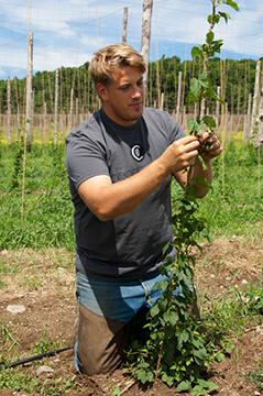 Louis Hager Tying Hops at Hager Hops Farm