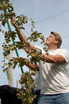 Louis Hager Harvesting Hops at Hager Hops Farm