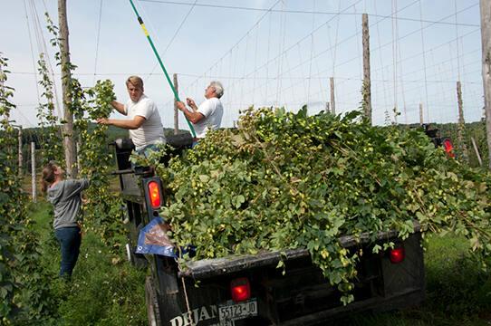 Harvesting Hops at Hager Hops Farm