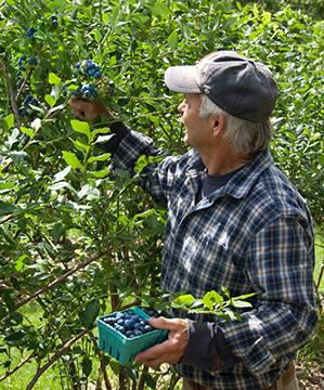 Dave Ingalls Picking Blueberries at Ingalls Blueberry Hill Farm