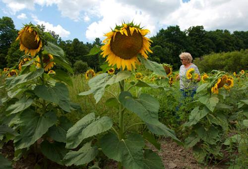 Sunflowers at the Jahnke's Hemlock Valley Farm
