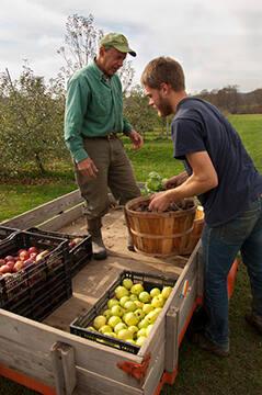 Loading Apples in Wagon at Middlefield Orchard