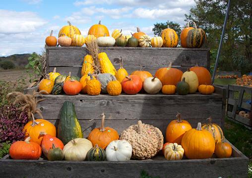 Gourds at Sadlon Farms