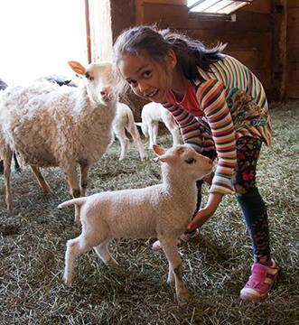 Spring Lamb at Thyme Hill Farm