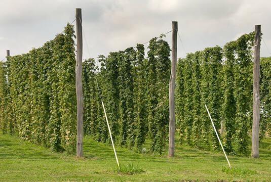 Hops at Wrobel Farm