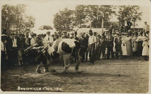Man Wrestling Steer at Boonville Fair