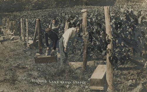 Picking Lake Keuka Grapes