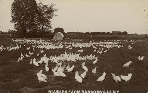Chickens on Niagara Farm, Ransomville, New York