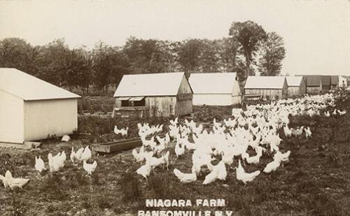 Chickens and Coops on Niagara Farm, Ransomville, New York