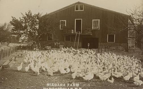 Geese at Niagara Farm, Ransomville, New York
