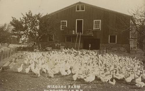 Geese at Niagara Farm, Ransomville, New York