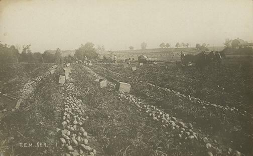 Potato Harvest