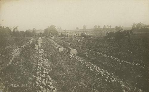 Potato Harvest