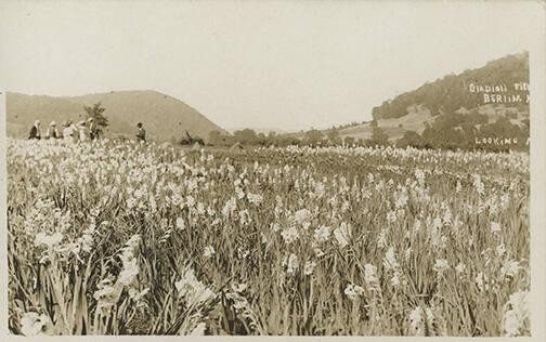 Gladiolus Farm, Berlin, New York