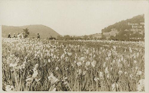 Gladiolus Farm, Berlin, New York
