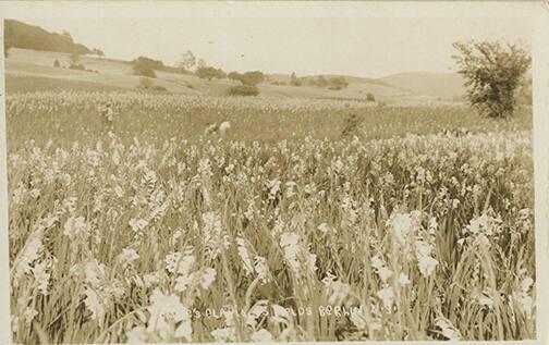 Cowee's Gladiolus Farm, Berlin, New York
