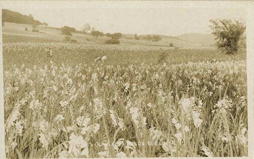 Cowee's Gladiolus Farm, Berlin, New York