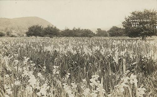 Cowee's Gladiolus Fields, Berlin, New York