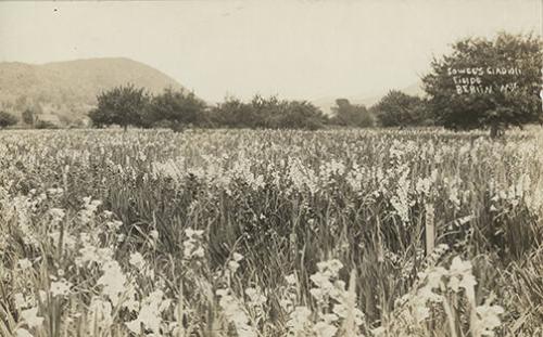Cowee's Gladiolus Fields, Berlin, New York