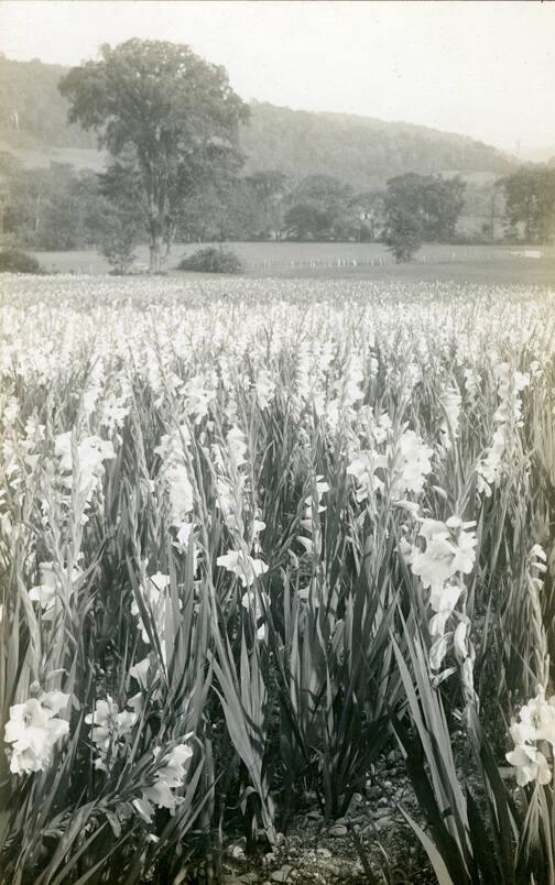 Cowee's Gladiolus Fields, Berlin, New York