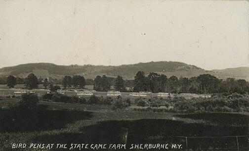 Bird Pens at the State Game Farm, Sherburne, New York