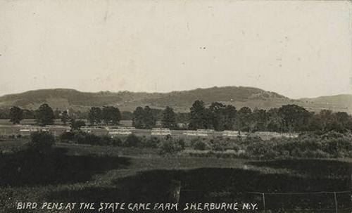 Bird Pens at the State Game Farm, Sherburne, New York