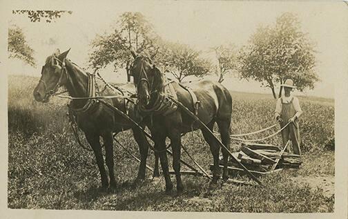 Two Horses Harnessed to Sled