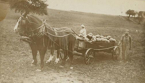 Pumpkin Harvest