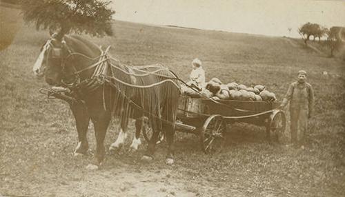 Pumpkin Harvest