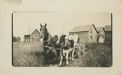 Horse and Cow Pull Wagon