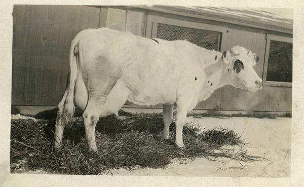 Y.J. Potter's Cow