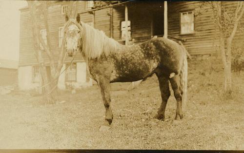 Frank Potter's Horse
