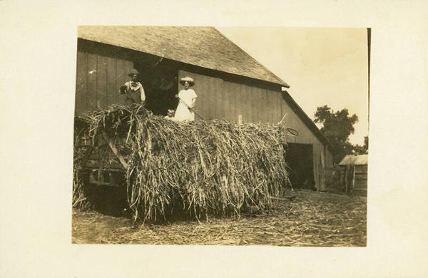 Family Putting Up Corn