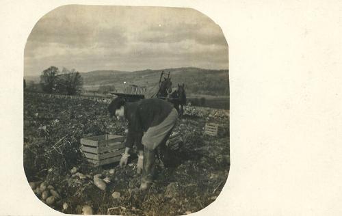Digging Potatoes