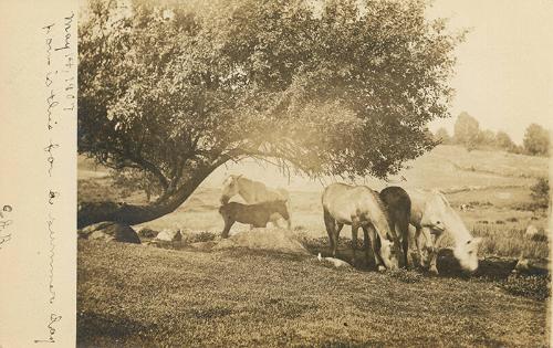 Horses Grazing in a Pasture