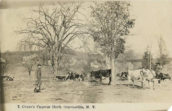 Cruse's Famous Herd
