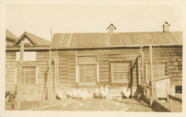 Roosters in a Run