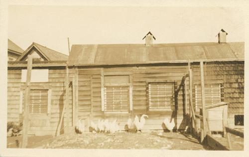 Roosters in a Run