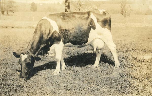 Holstein Cow Grazing