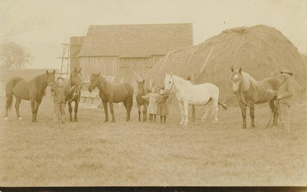 Horses and Foal